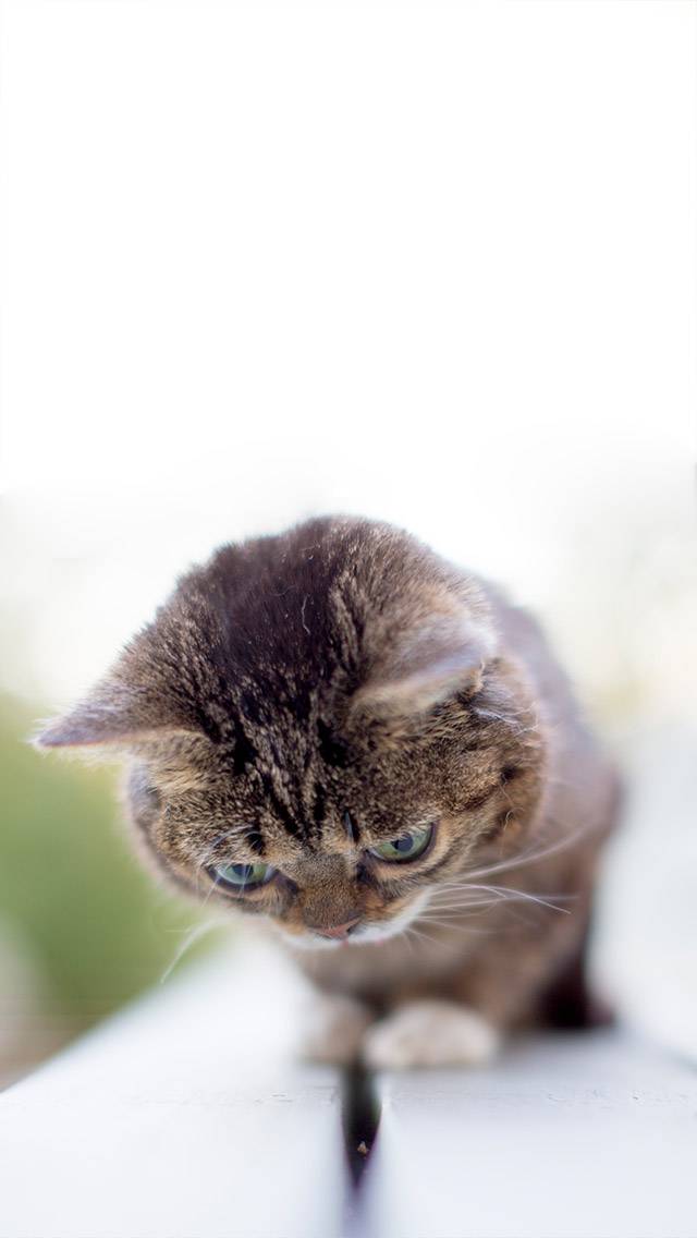 Lil BUB Weather showing sunny weather