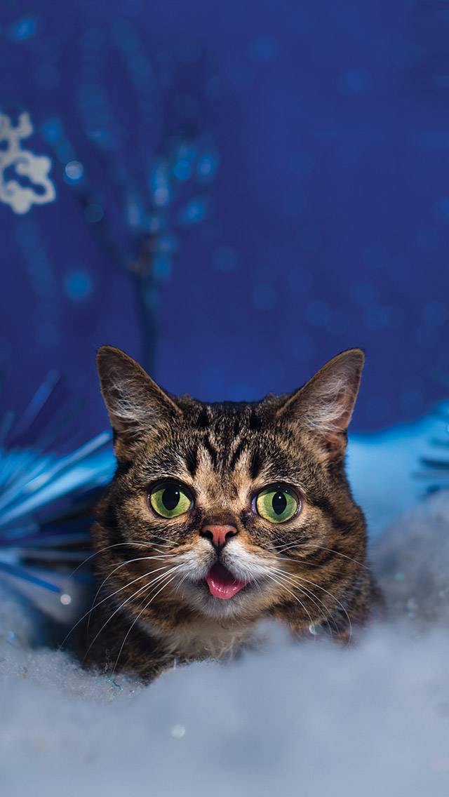 Lil BUB Weather for cold weather