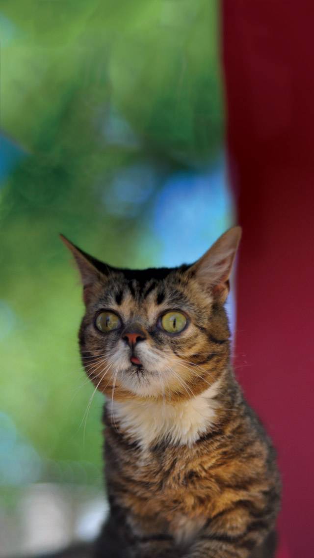 Lil BUB Weather for hot weather