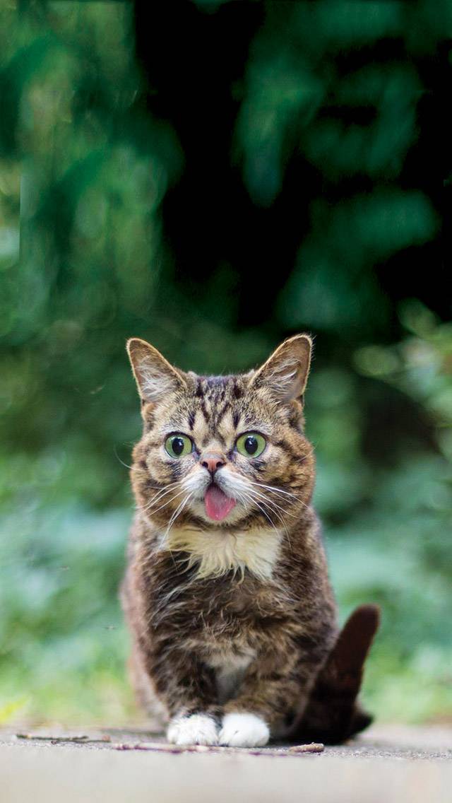 Lil BUB Weather for overcast weather