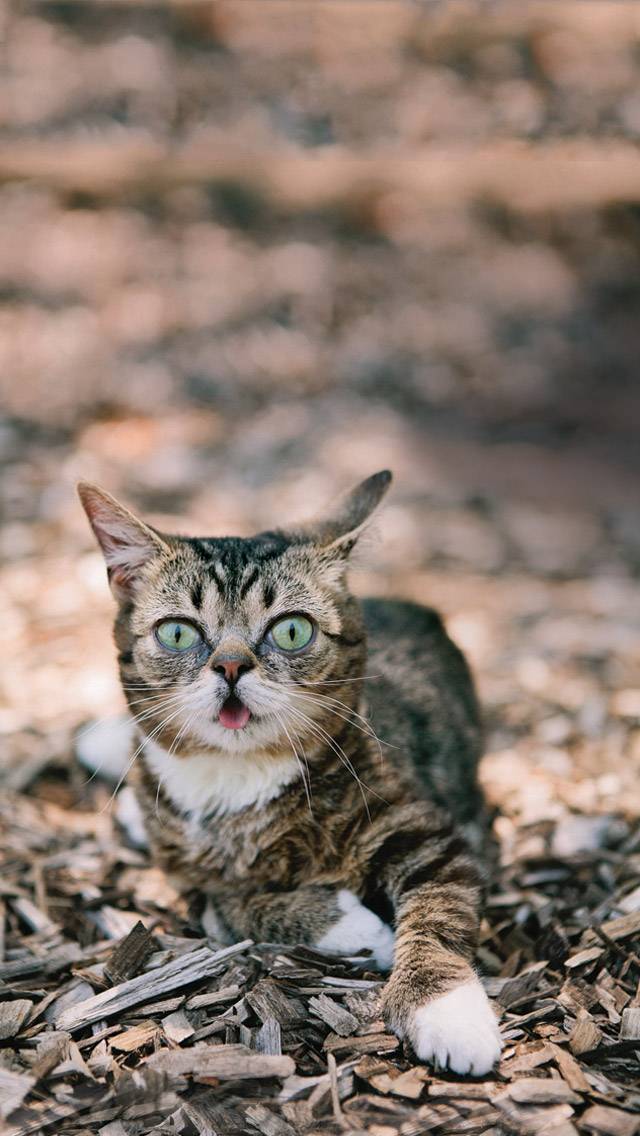 Lil BUB Weather showing partly cloudy weather